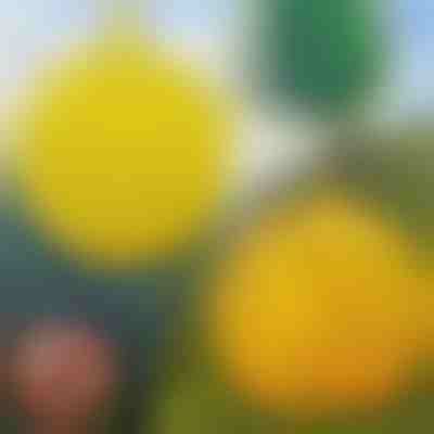 Lepkavá mucholapka na zavesenie (6 ks) | BUGIORB